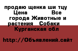 продаю щенка ши-тцу › Цена ­ 10 000 - Все города Животные и растения » Собаки   . Курганская обл.